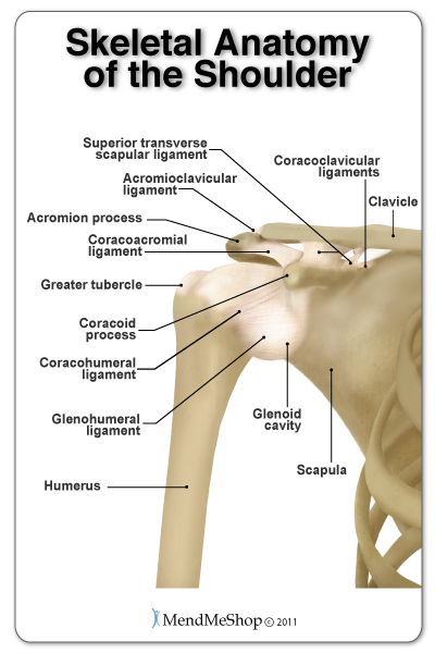 humerus bone anatomy. The humerus (upper arm one)