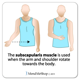 The subscapularis muscle and tendon assist with rotating the arm and shoulder toward the body.